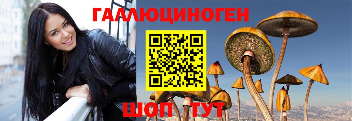 Псилоцибиновые грибы Psilocybe Муравленко
